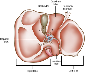 Liver_40-2a